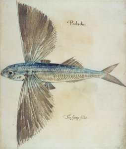 フライングフィッシュ 作： John White